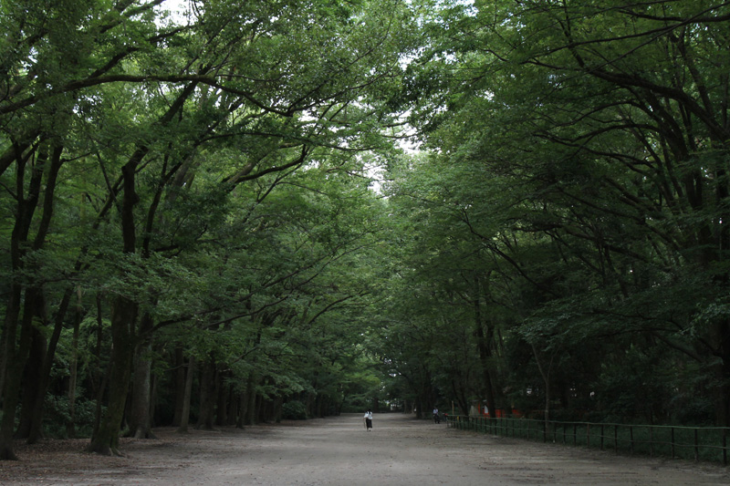 下鴨神社 糺の森